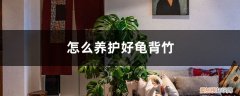 龟背竹用什么盆养 怎么养护好龟背竹，龟背竹有哪些品种
