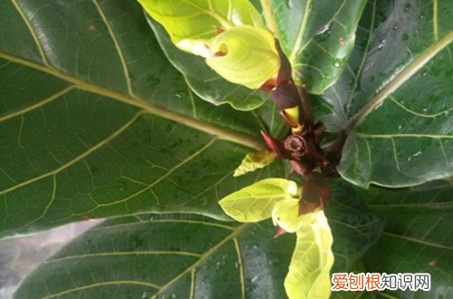 图 琴叶榕养殖方法 把握好五点不怕养不好