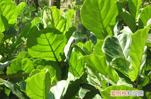 图 琴叶榕养殖方法 把握好五点不怕养不好