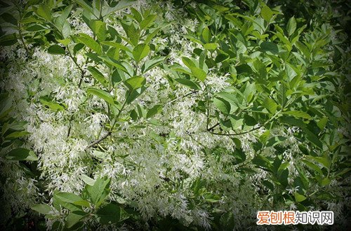 图 流苏树盆栽怎么养 流苏树盆栽的养殖方法和注意事项