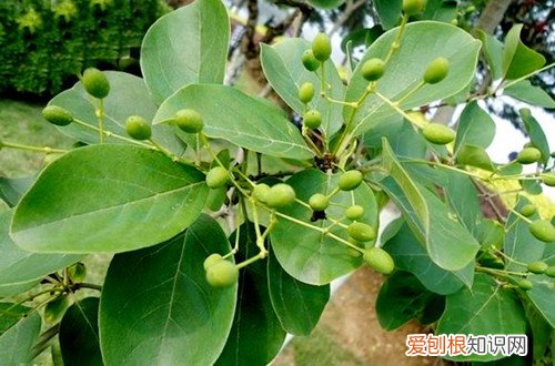 图 流苏树盆栽怎么养 流苏树盆栽的养殖方法和注意事项