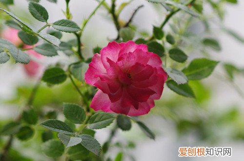 图 微型月季花怎么养 微型月季花的养殖方法和注意事项
