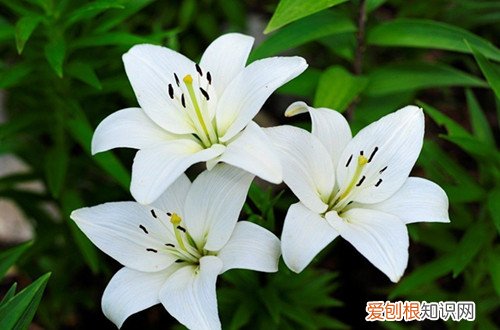 图 百合花种子怎么种植 百合花种子的种植方法和注意事项