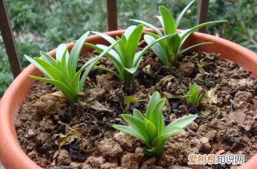 图 百合花种子怎么种植 百合花种子的种植方法和注意事项