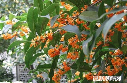 图 金桂花树怎么养 金桂花树的养殖方法和注意事项