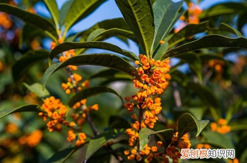 图 金桂花树怎么养 金桂花树的养殖方法和注意事项