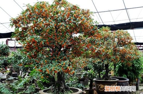 图 金桂花树怎么养 金桂花树的养殖方法和注意事项