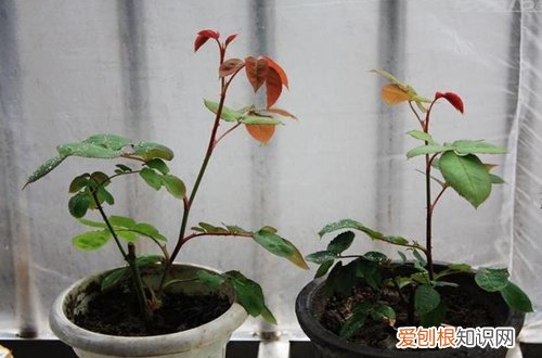 图 怎样栽培月季花 月季花栽培方法和注意事项