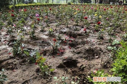 图 怎样栽培月季花 月季花栽培方法和注意事项