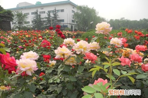 图 怎样栽培月季花 月季花栽培方法和注意事项