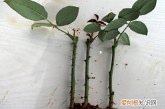 图 怎样栽培月季花 月季花栽培方法和注意事项