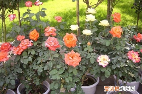 图 怎样栽培月季花 月季花栽培方法和注意事项