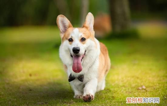 不养柯基的理由怎么写 不养柯基的理由