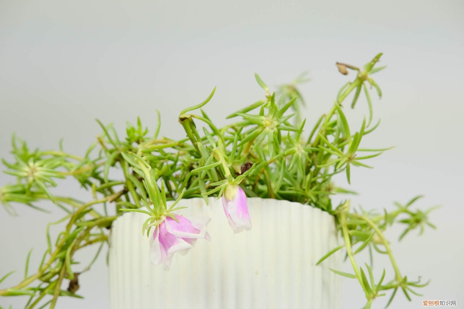 太阳花能过冬吗? 太阳花能过冬吗，太阳花能活多久