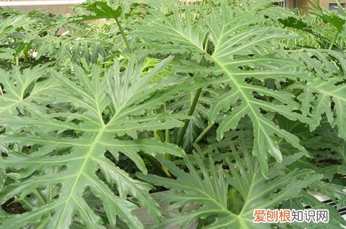 图 春羽怎么养 春羽的养殖方法和注意事项