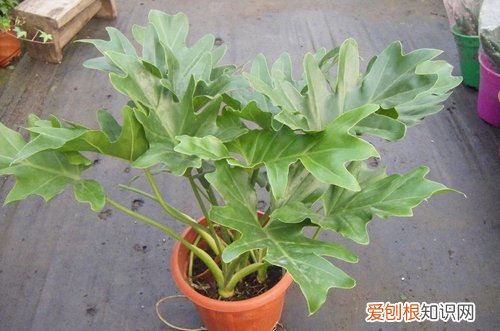 图 春羽怎么养 春羽的养殖方法和注意事项