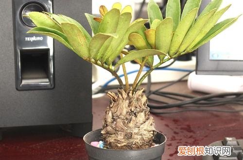 图 美洲铁怎么浇水 多久浇一次水