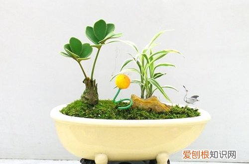 图 美洲铁怎么浇水 多久浇一次水