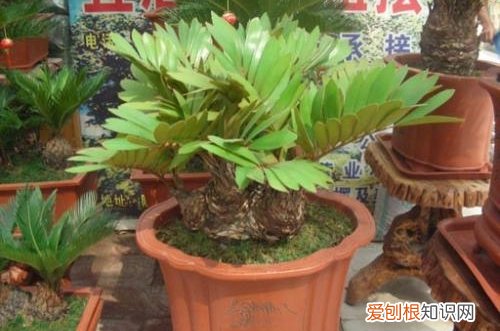 图 美洲铁怎么修剪 美洲铁的修剪方法和注意事项