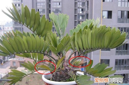 图 美洲铁怎么修剪 美洲铁的修剪方法和注意事项