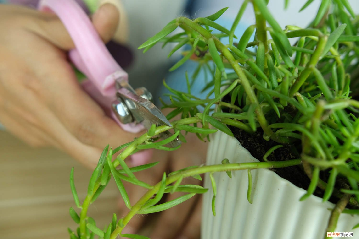 太阳花适合什么时候种植? 太阳花怎么种植方法，种植季节
