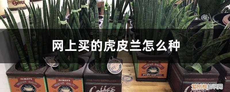 网购虎皮兰怎么入盆 网上买的虎皮兰怎么种，上盆后的注意事项