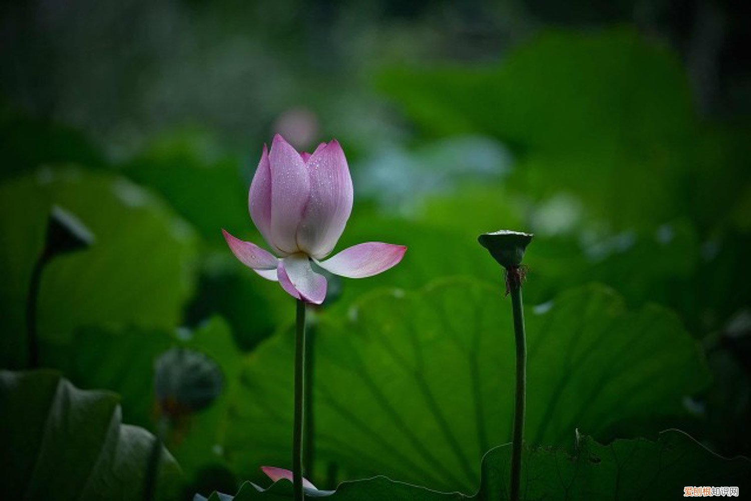 怎样裁剪莲花 莲花需要修剪吗，莲花如何修剪