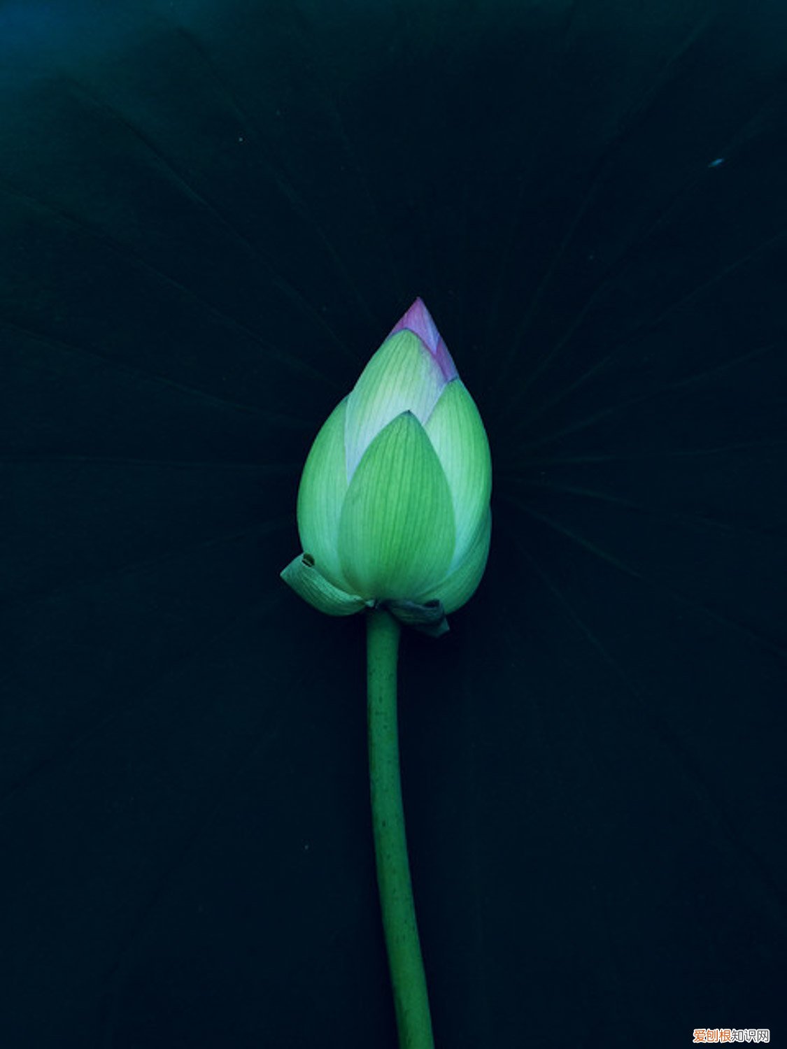 莲花种子种植方法和注意事项 莲花能用莲子种出来吗，如何用莲子种莲花