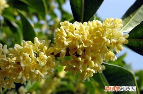 图 月月桂花怎么养 月月桂花的养殖方法和注意事项