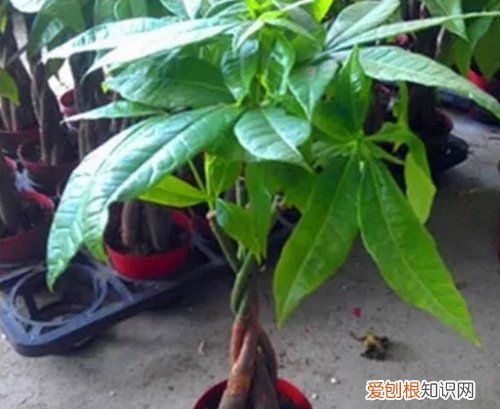 图 怎样养好发财树 光照温度盆土施肥浇水修剪一个都不能少