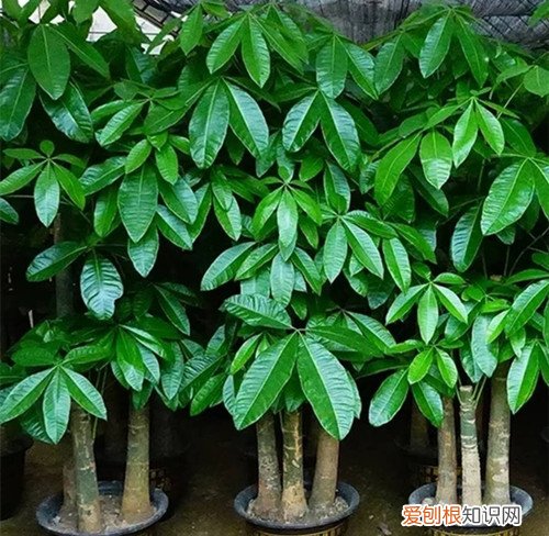 图 怎样养好发财树 光照温度盆土施肥浇水修剪一个都不能少