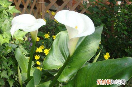 图 夏天室内适合养什么花 夏天室内养花有哪些注意事项