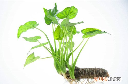 图 夏天室内适合养什么花 夏天室内养花有哪些注意事项
