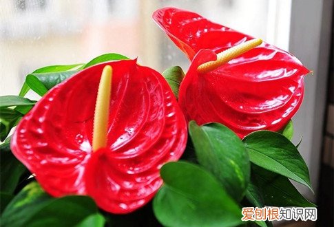 图 夏天室内适合养什么花 夏天室内养花有哪些注意事项