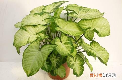 图 夏天室内适合养什么花 夏天室内养花有哪些注意事项