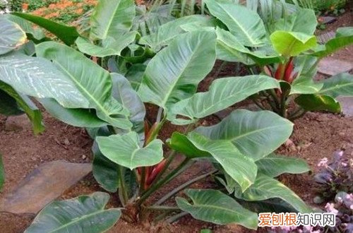 图 夏天室内适合养什么花 夏天室内养花有哪些注意事项