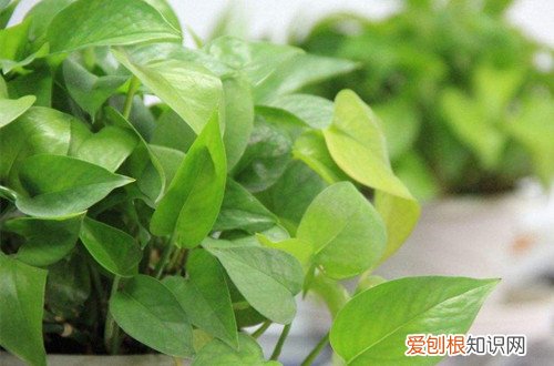 图 夏天室内适合养什么花 夏天室内养花有哪些注意事项