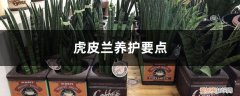 虎皮兰的养护和注意事项 虎皮兰养护要点，需注意什么