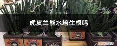 虎皮兰能水培生根吗,水培快速生根的方法视频 虎皮兰能水培生根吗，水培快速生根的方法