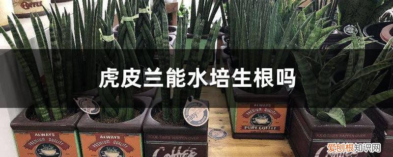 虎皮兰能水培生根吗,水培快速生根的方法视频 虎皮兰能水培生根吗，水培快速生根的方法