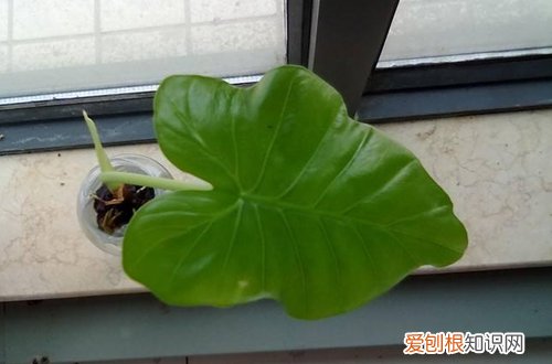 图 霸王芋怎么养 霸王芋的养殖方法和注意事项