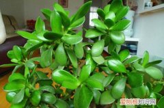 图 景天树怎么养 景天树的养殖方法和注意事项