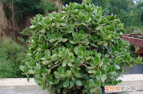 图 景天树怎么养 景天树的养殖方法和注意事项