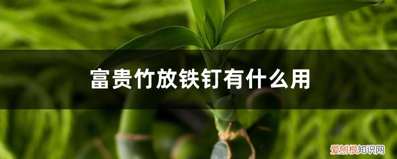 富贵竹的水里放铁钉可以一直放 富贵竹放铁钉有什么用，富贵竹放多少水