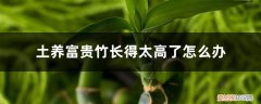 富贵竹太高了怎么办是土养的 土养富贵竹长得太高了怎么办，土养富贵竹怎么修剪