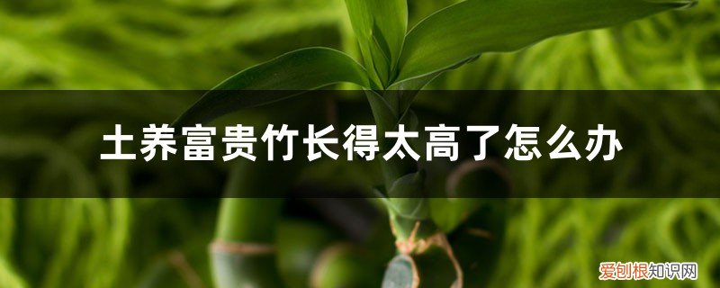 富贵竹太高了怎么办是土养的 土养富贵竹长得太高了怎么办，土养富贵竹怎么修剪