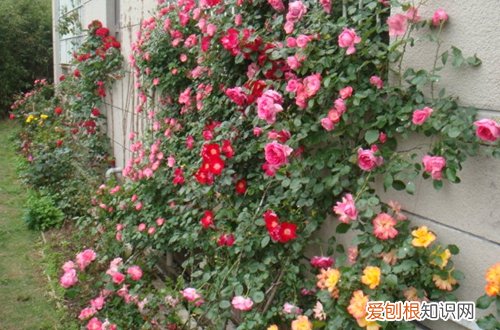图 藤蔓月季怎样爬墙 藤蔓月季爬满墙要多久