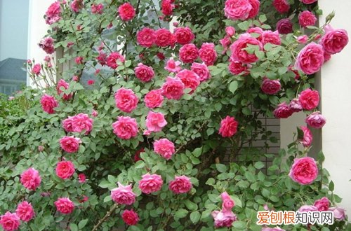 图 藤蔓月季怎样爬墙 藤蔓月季爬满墙要多久