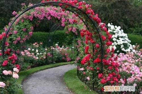 图 藤蔓月季怎样爬墙 藤蔓月季爬满墙要多久