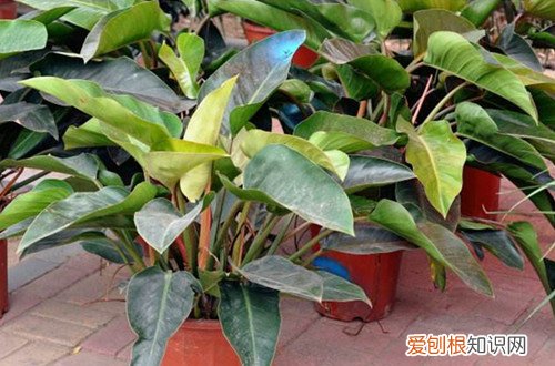 图 红苞喜林芋怎么养 红苞喜林芋的养殖方法和注意事项
